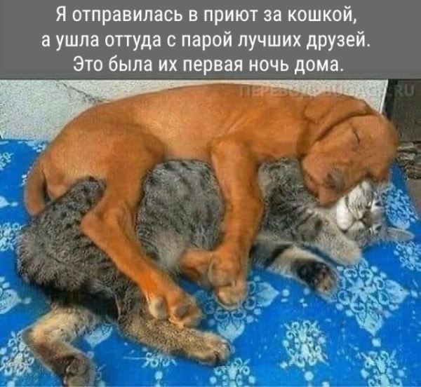 Прикольные мемы, которые понравятся вашей собаке (30 шт)