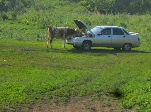 Где-то в России… (11 фото)