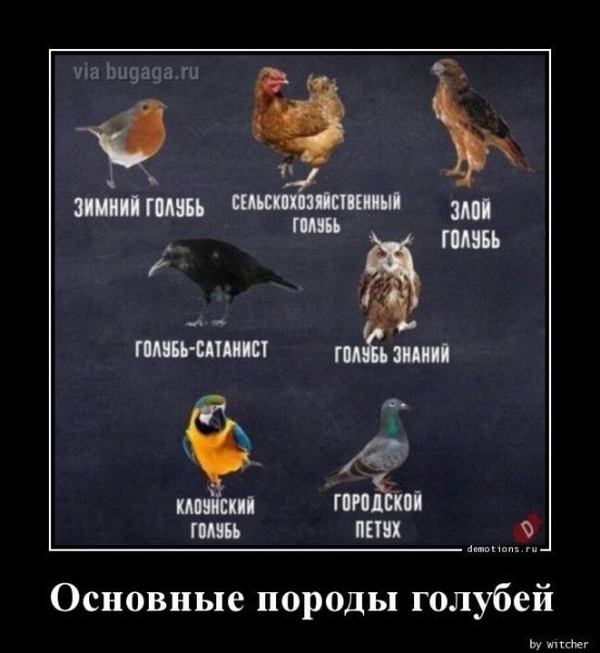 Демотиваторы – приколы для пятничного настроения: «Когда я открою свой бизнес…» (15 фото)